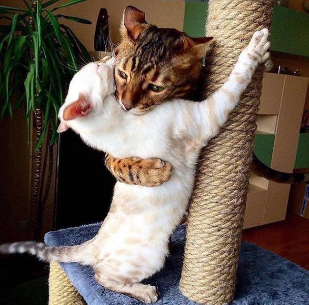 Смешные коты