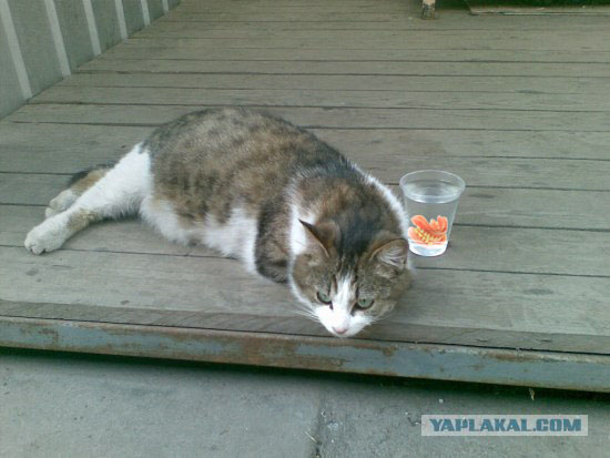Фотожаба: Лето. Коту жарко