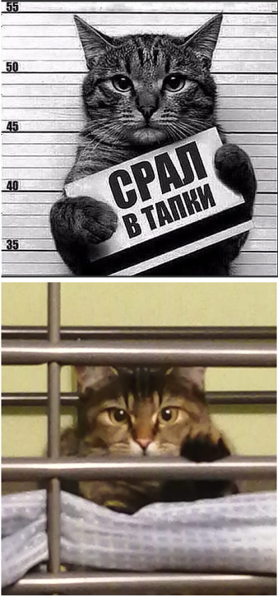 Котаны со странностями