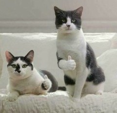Домик для котейки