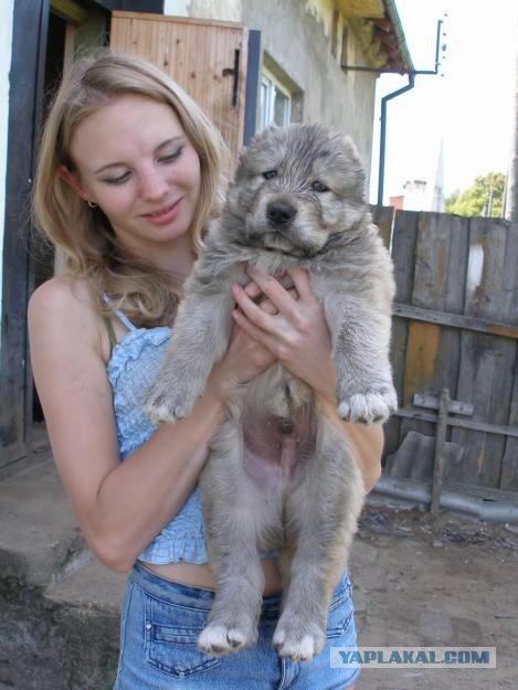 Хамство кавказцев на дороге