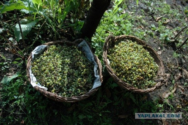 Вино своими руками
