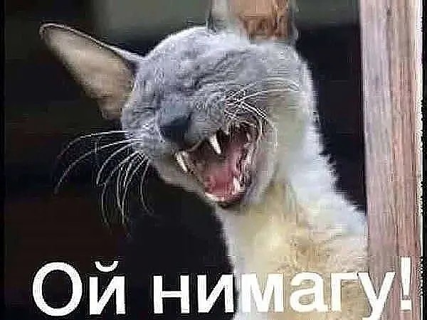 Юмор в картинках и без 29.08.2022