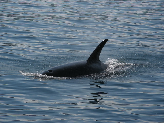 Петропавловск-Камчатский и его окрестности...