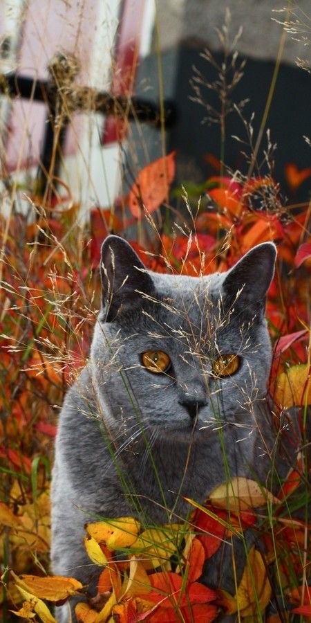 Осенний кот