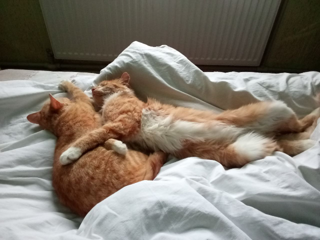 Ещё +1 животина в дом. Рыжик.