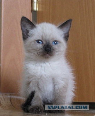 Котовторник 9.07.2013