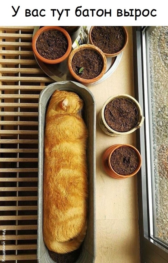 Всемирный день котиков.