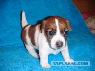 Ах ты ж хитрая ты жопа!