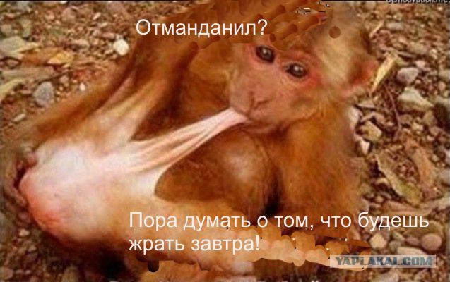 Митингующий Донецк