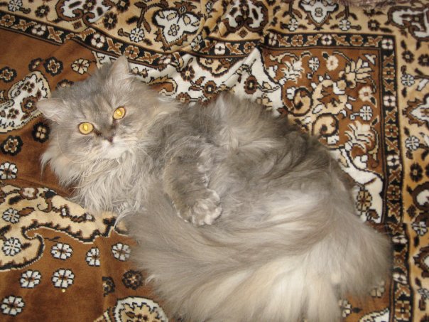 Котовторник