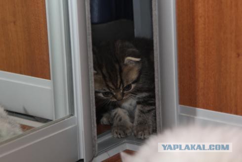 Эта котявка думает, что спряталась