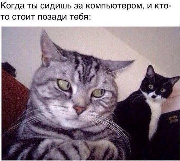 Картинки и демотиваторы
