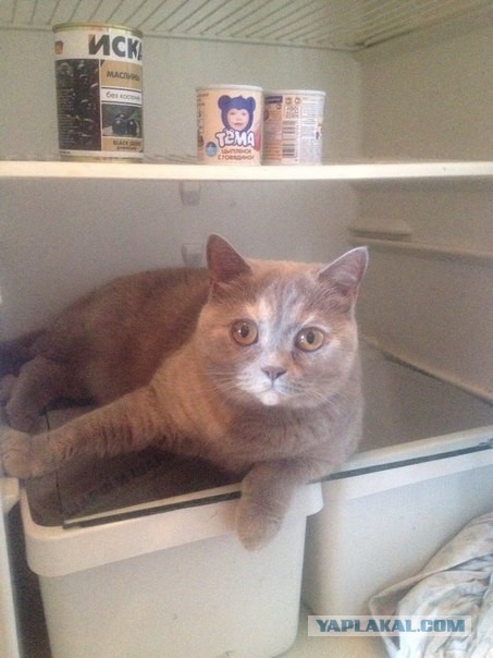 Котовторник 26.01.2016