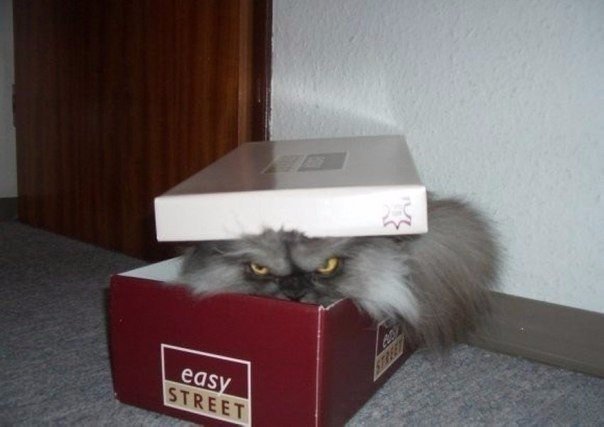 Смешные картинки с надписями