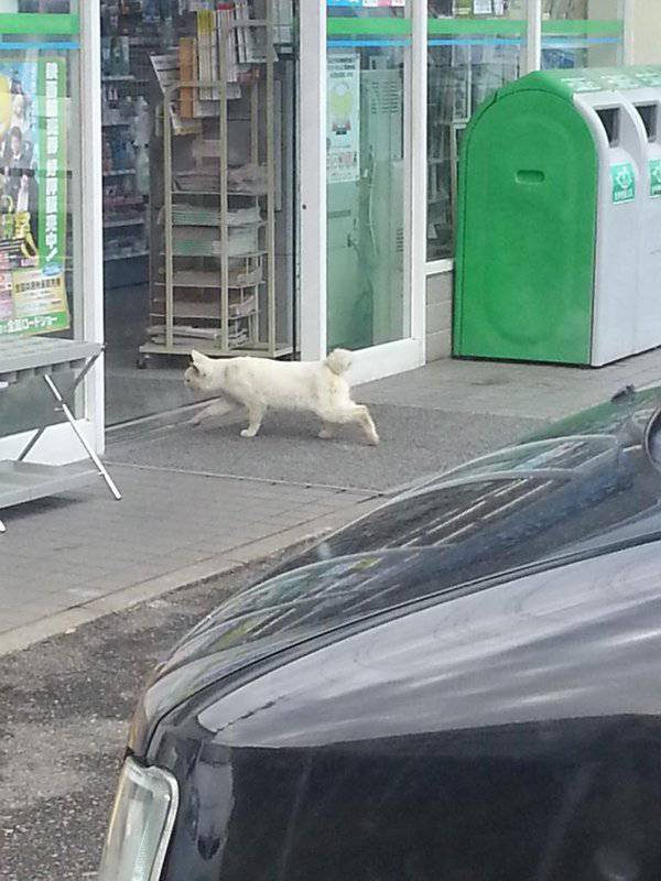 Операция провалена! Агент раскрыт!