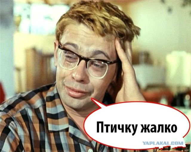 Жертва обречена: форель в аквариуме с пираньями