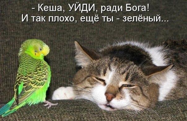 Где Клуб Любителей Алкоголя?