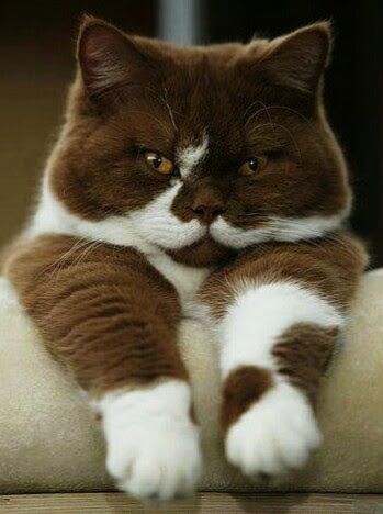Коты из сети