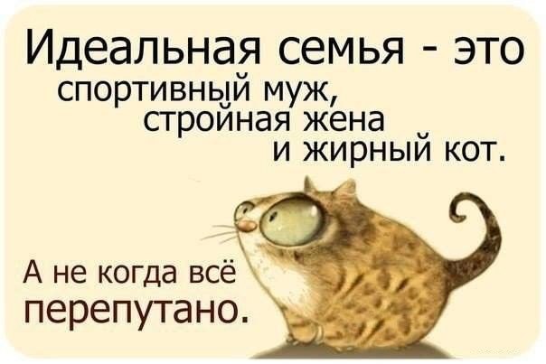 Котовторник 2.05.2017