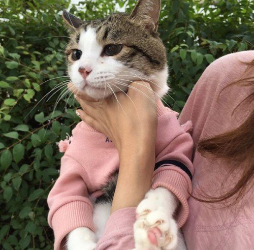 Коты и Кошки