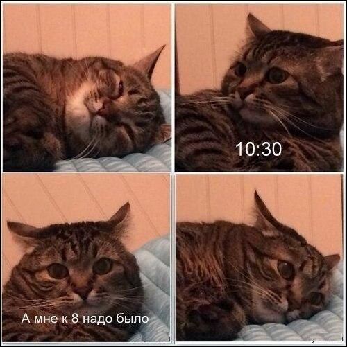 Коты и Кошки