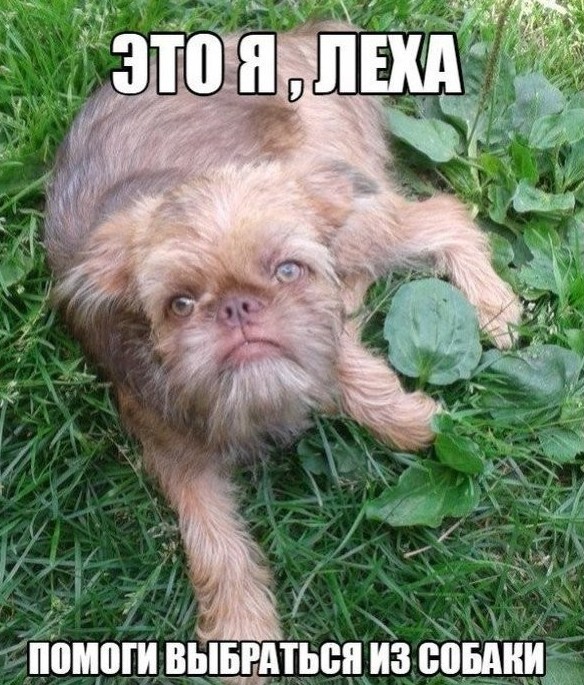 Забавные двойники и сходства