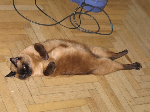 Живность из сети