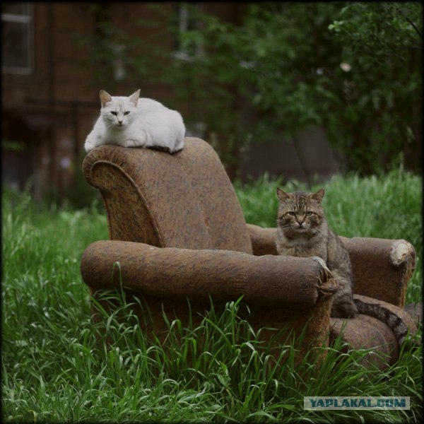 Котовторник на ЯПлакалъ (27.05.08), прикольные коты, добавляем свои!