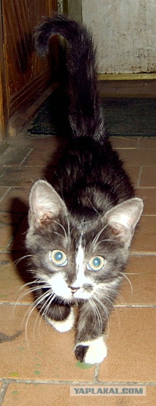 Котовторник на ЯПлакалъ