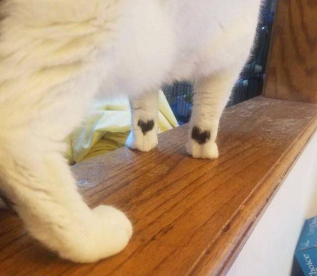 Немного милоты