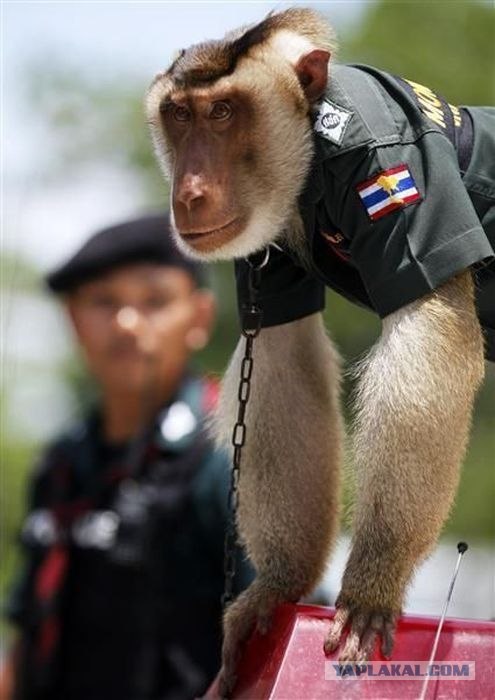 Полицейская обезьяна