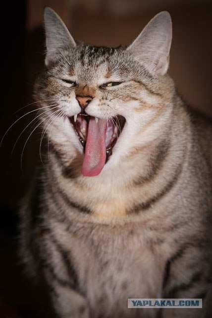 Котовторник - С праздником, котоводы!