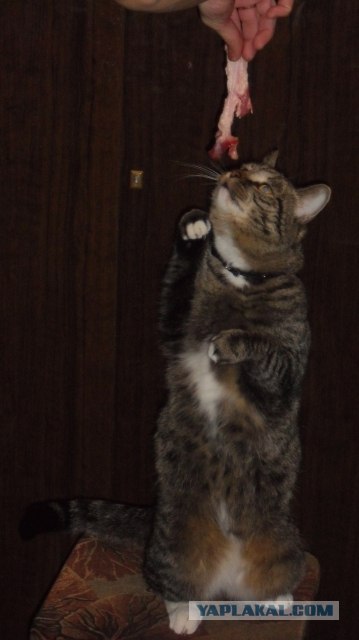 Котовторник (31.01.2012)