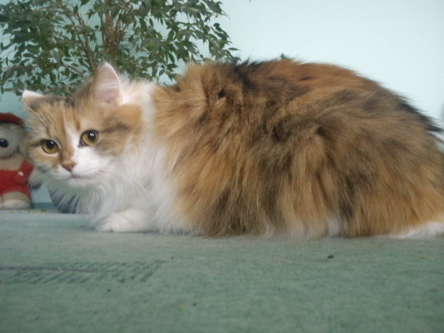 Котовторник 20.03.2012