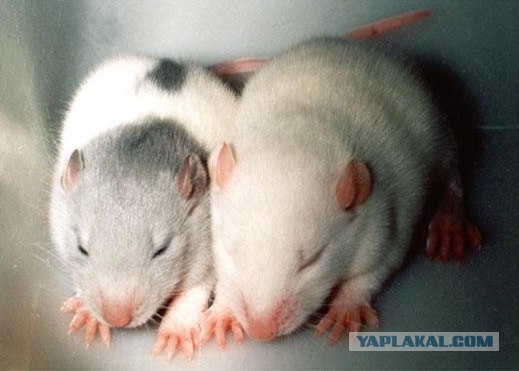 Сфинксики...