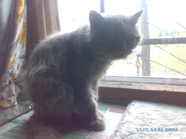 Котовторник  28.08.12