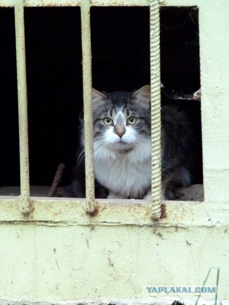 Котовторник  16.10.12