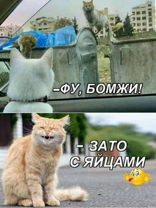 Картинки с котами и про котов