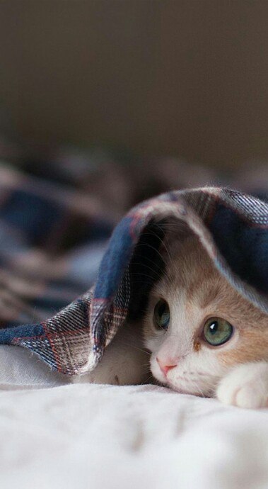Забавные фото котеек