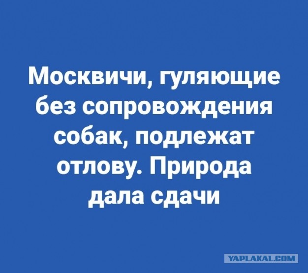 Выгуливавшего собаку москвича забрали в полицию без пса