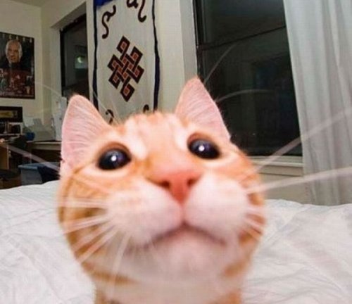 Котовторник?! Коты во вторник!