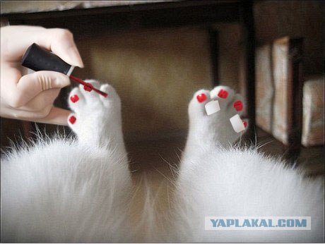 Фотожаба: Ноги котэ