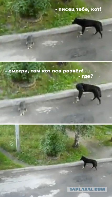 Умный кот ;)