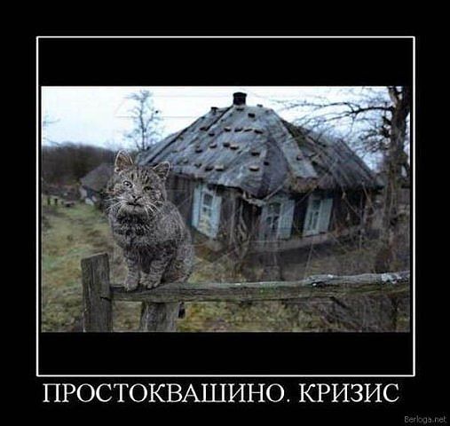 5 кошачьих лет в одном видео