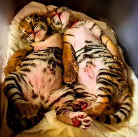 Котятам-тигрятам одна неделя