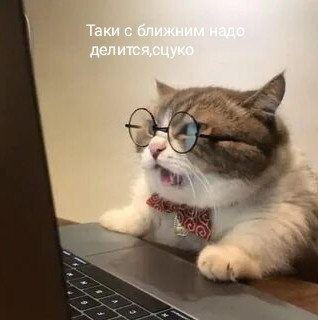 Иногда коту просто нужно давать леща