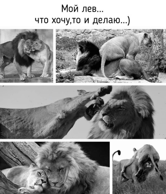 50 оттенков серого если самосвал баянов. Vol. 26