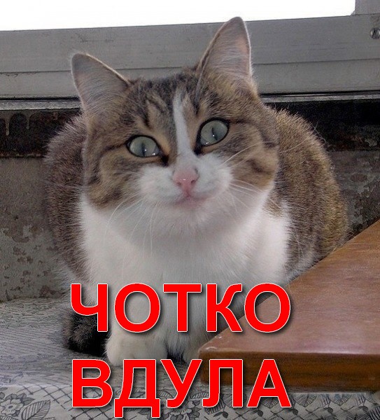 Назвала собаку Шариком!