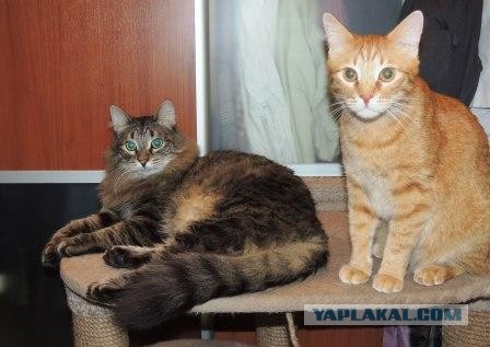 Нужно лекарство преданному коту